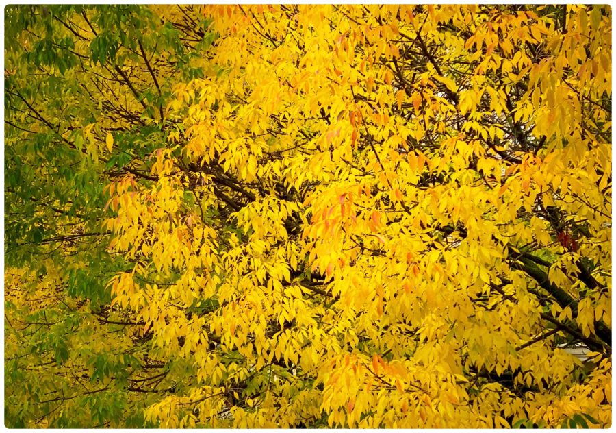 Rendez-vous d’automne